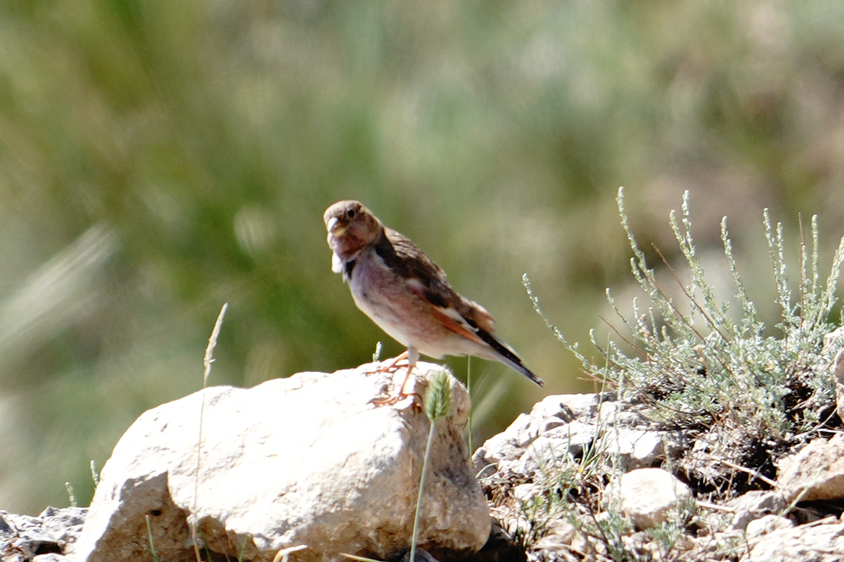 Mongolian Finch